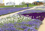 Ein weiterer Blickfang: "Leuchtende Inseln" und "Blaue Wildnis"